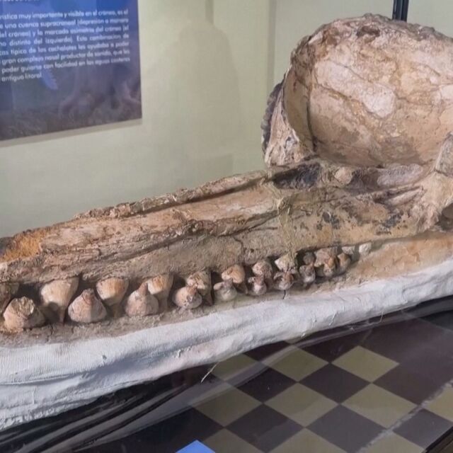 Откриха запазен череп на кашалот на 7 млн. години в пустиня в Перу (ВИДЕО)