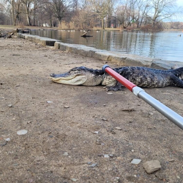 Заловиха 4-метров алигатор в езеро в парк в Ню Йорк (ВИДЕО)