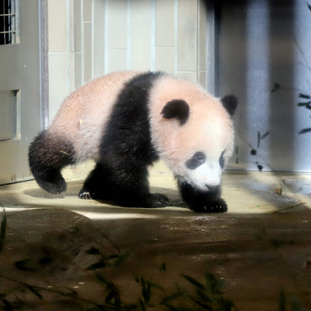 Със сълзи и викове: Фенове изпратиха гигантска панда от Япония в Китай (ВИДЕО)