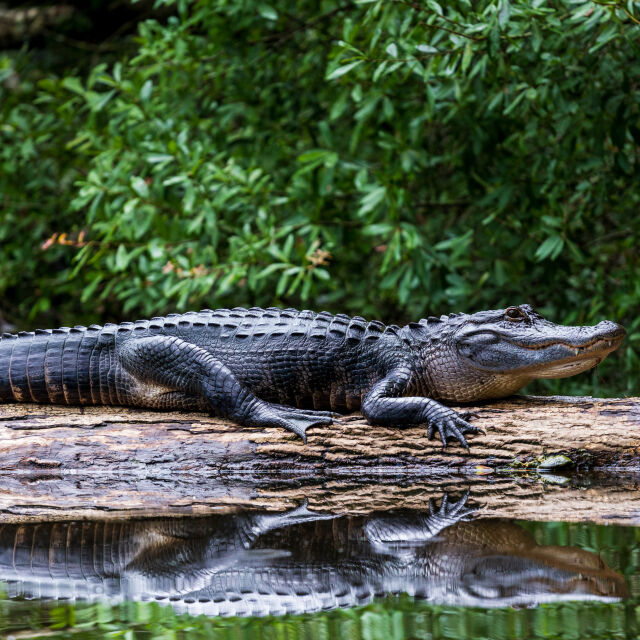 3-метров алигатор уби възрастна жена, докато разхожда кучето си във Флорида