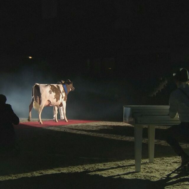 „Пасе на най-хубавите места“: Проведе се конкурс за най-красива крава (ВИДЕО)
