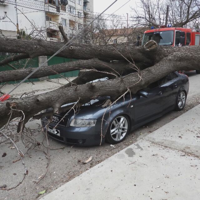 Заради ураганен вятър: Дърво премаза кола в Харманли