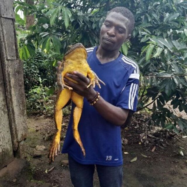 „Почти като да държиш човешко бебе“: Да спасиш най-голямата жаба в света