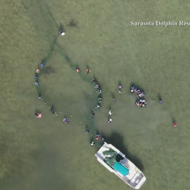 Въдици в опашката: 51 души спасяваха делфин във Флорида (ВИДЕО)