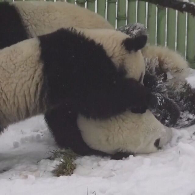 Бейби бум: Родиха се рекорден брой бебета на гигантски панди