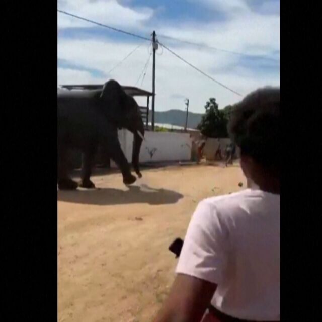 Слон вилня в село в ЮАР, не успяха да го изгонят (ВИДЕО)