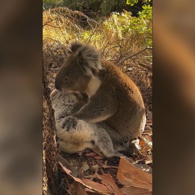 Сърцераздирателни кадри: Мъжка коала скърби, прегръщайки партньорката си (ВИДЕО)