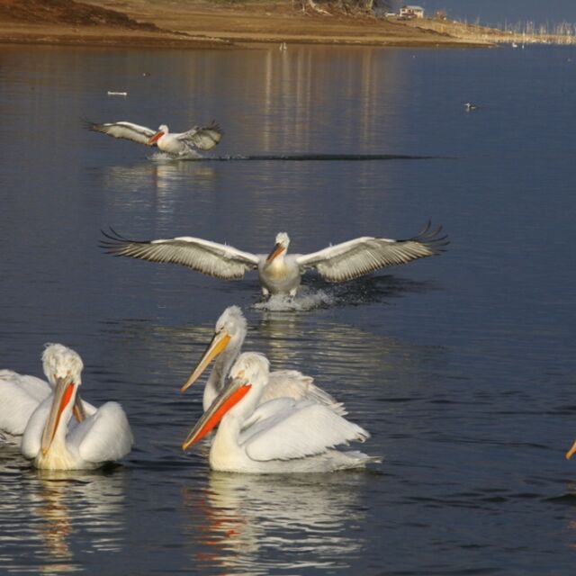 Птичи грип е убил пеликаните в "Сребърна"