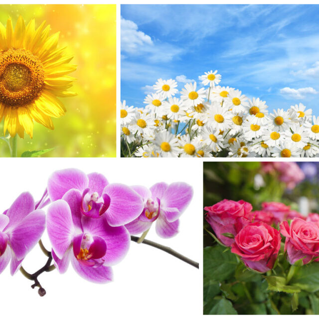 7 цветя и техните значения