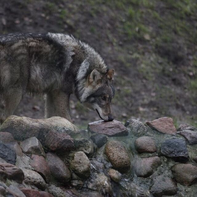 Вълк избяга от зоопарк край Хасково 