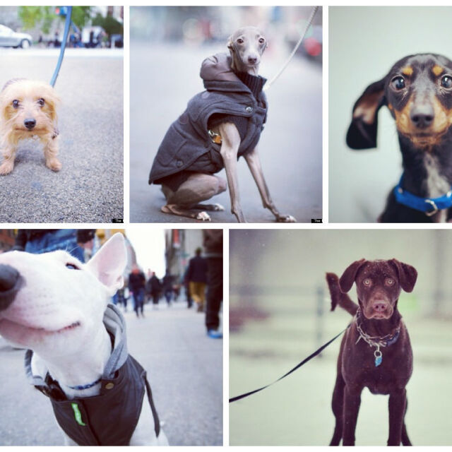 Най-сладките кучета от улицата