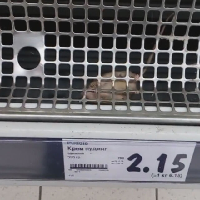 Клиент на столичен хипермаркет засне мишка на рафт с хранителни продукти (ВИДЕО)