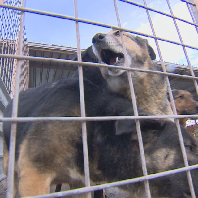 Кучета „изчезват” в общинските приюти на „Екоравновесие”