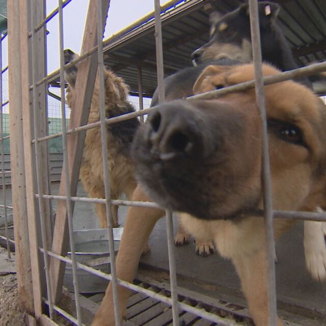 Бездомните кучета в София: Много пари, много въпроси, малко отговори
