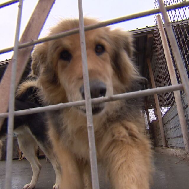 Общинският приют за кучета в Горни Богров не отговаря и на действащите наредби