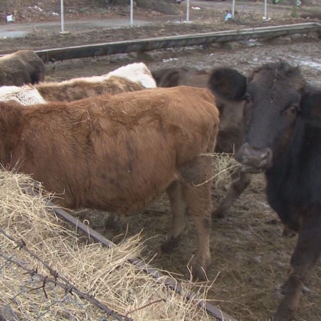Животновъди готвят протест заради продължаващата карантина над фермите