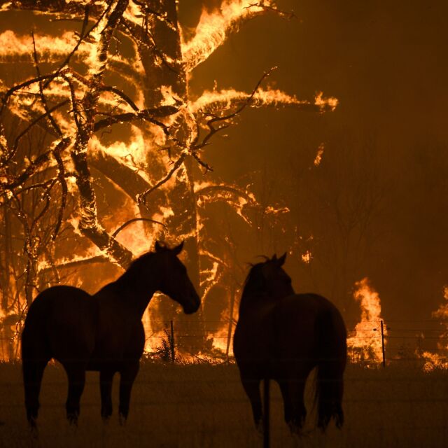 Фалшивите новини не пожалиха и горските пожари в Австралия