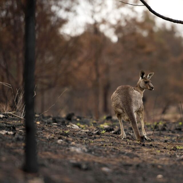 Австралия в пламъци: Ще има ли живот след огнения ад?
