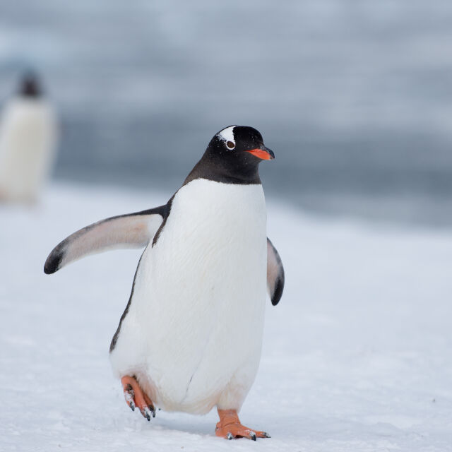 Пингвини показват как се ходи в снега в китайския град Харбин