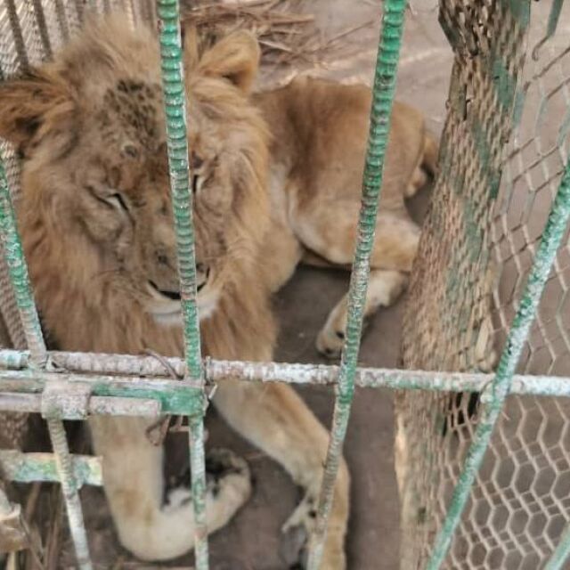 „Четири лапи“ спасява бедстващи лъвове в судански зоопарк