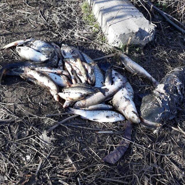 Екокатастрофа: Стотици мъртви риби изплуваха от р. Марица (СНИМКИ)