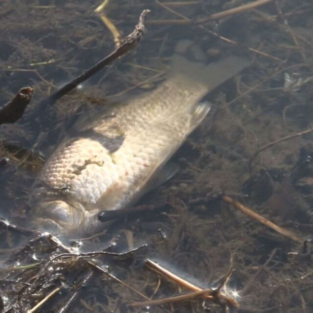 Умряла риба изплува край река Янтра