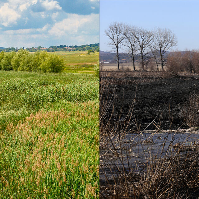 14 снимки на Драгоманското блато преди и след пожара 