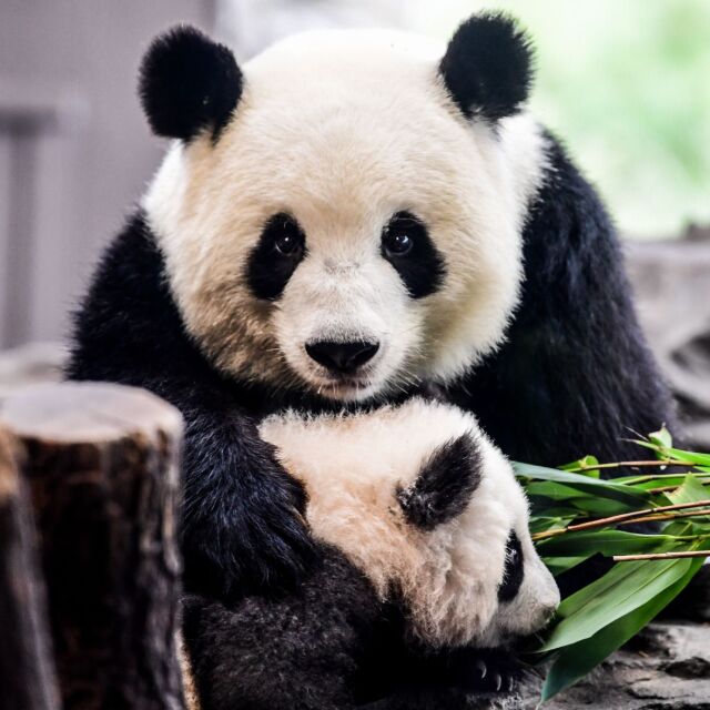 Китай оставя САЩ без панди в зоопарковете за първи път от 50 години