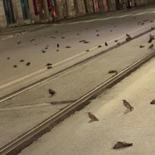 Заради фойерверките: Стотици мъртви птици в Рим