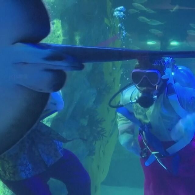 Доза адреналин: Водолази плуват сред акули в аквариум в Южна Корея