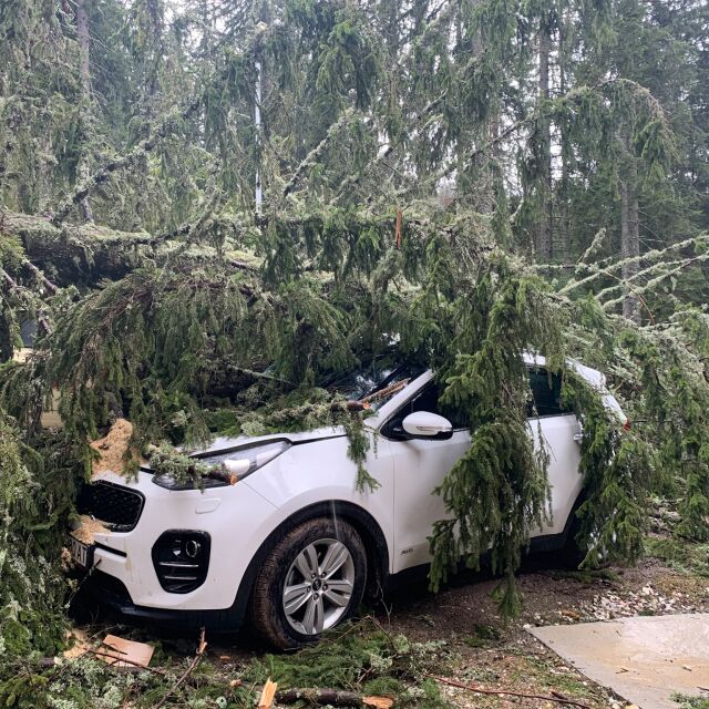 Силен вятър в Пампорово: Паднали дървета премазаха коли (СНИМКИ)