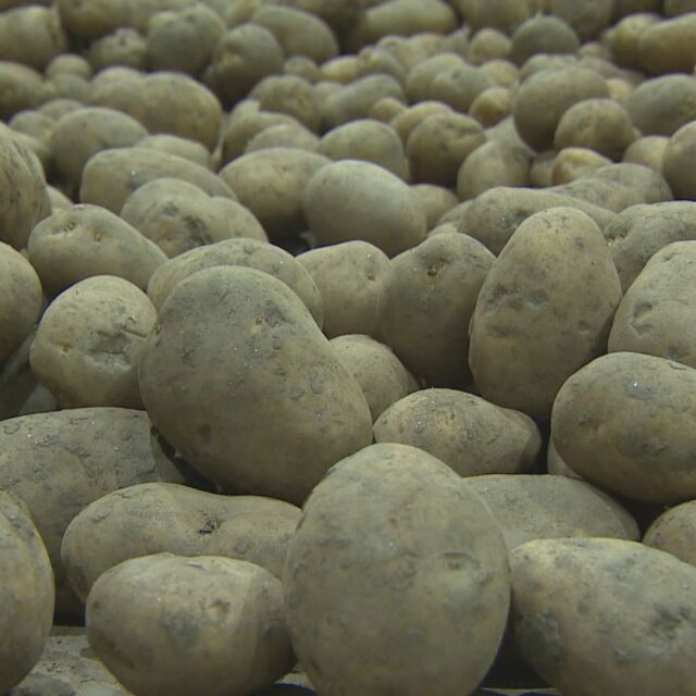 Производители: На пазара има картофи от Германия, представяни за български