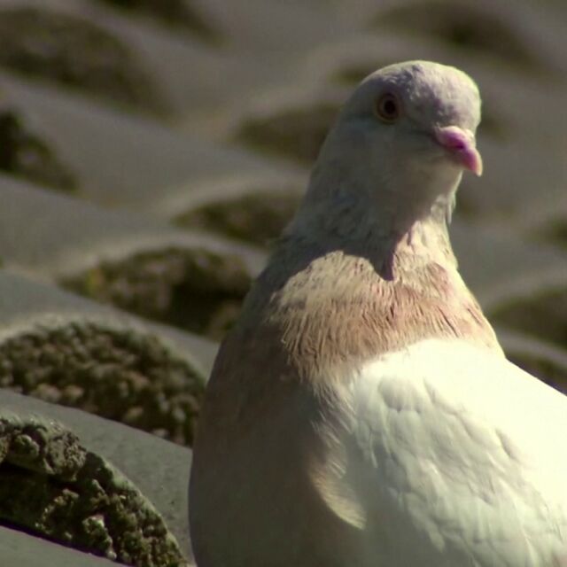 Казус с птица: Ще евтаназират ли незаконно влязъл гълъб в Австралия от САЩ?