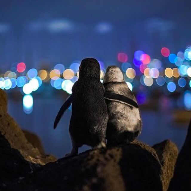 Снимка на прегърнати пингвини, загубили партньорите си, спечели престижна награда