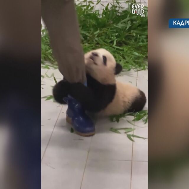 Бебе панда се превърна в интернет сензация