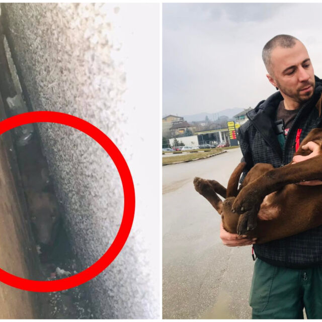 Доброволци спасиха куче в Мездра
