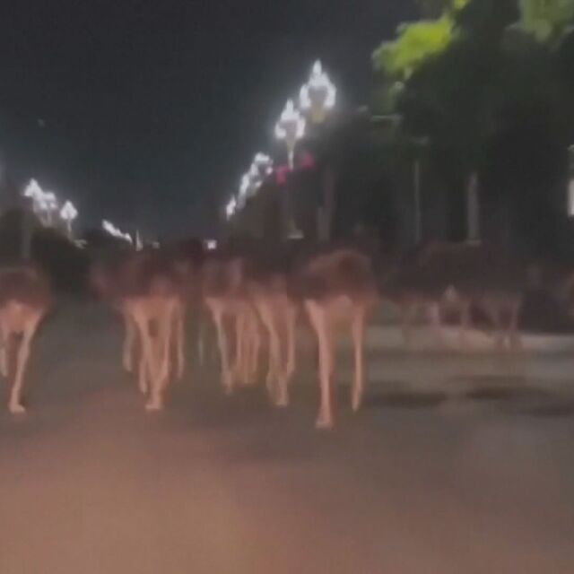 Необичайна гледка: Щрауси бягат по улиците на град в Китай (ВИДЕО)