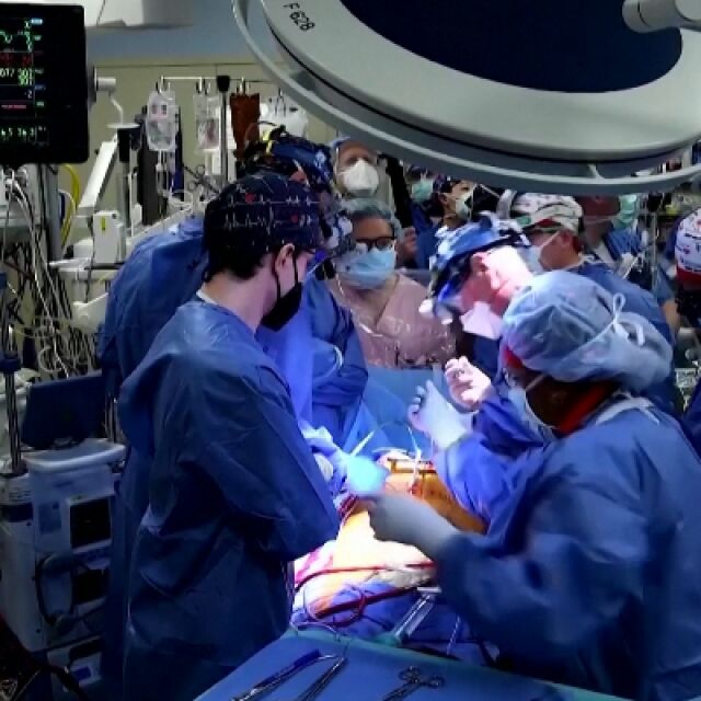Присаденото сърце от прасе: Кога такава трансплантация е възможна да бъде направена у нас?