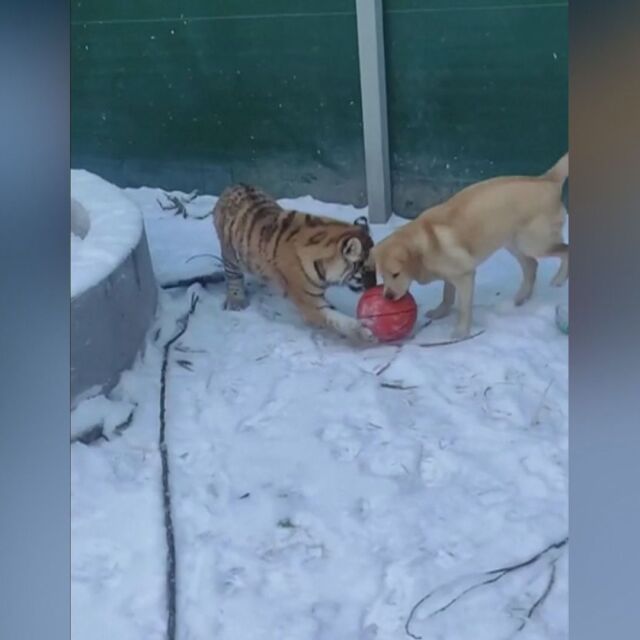 Игра в снега: Тигърчета, куче и трикрако лъвче се забавляват с топка (ВИДЕО)