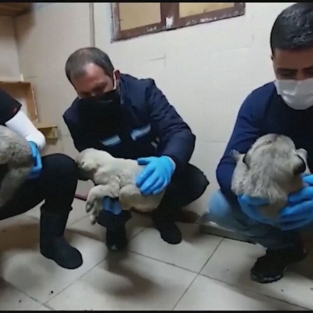Спасиха от студа повече от 60 кученца в Турция (ВИДЕО)