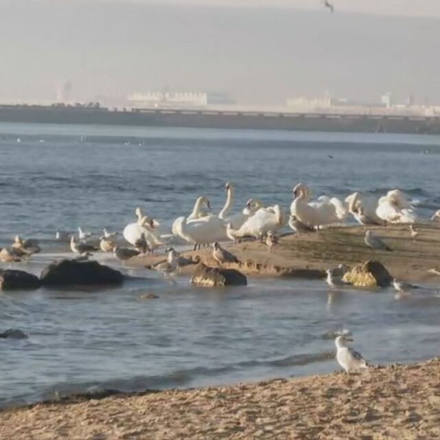 Лебеди отново ще зимуват във Варна