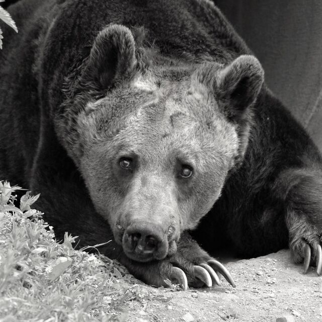 На 36 години почина мечокът Добри 