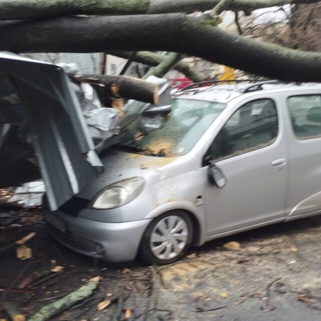 Дърво падна и потроши коли в Стара Загора: Ще бъдат ли обезщетени хората? 