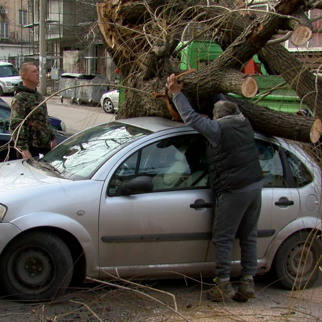 Силна буря връхлетя Враца: Дърво премаза два автомобила (СНИМКИ) 