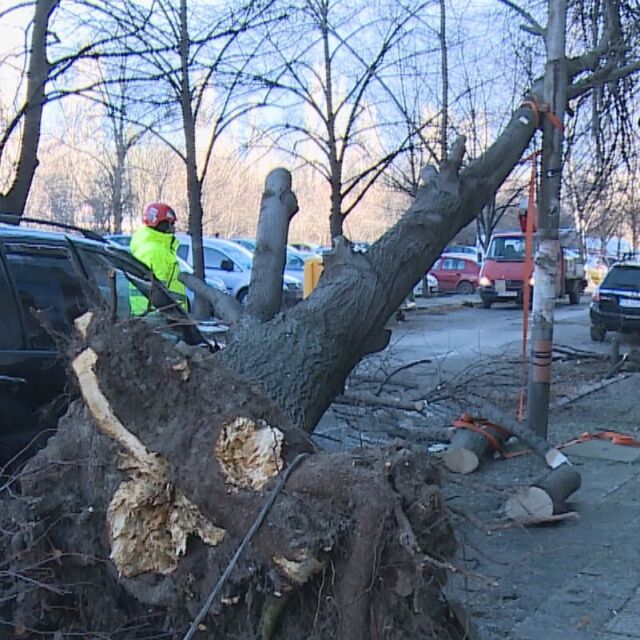 Над 130 сигнала за паднали дървета и счупени клони в София