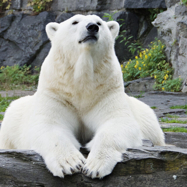 Бяла мечка уби жена и момче в Аляска