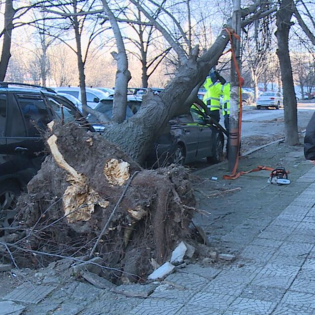 Силен вятър: Денят започва с нова порция сигнали за паднали дървета