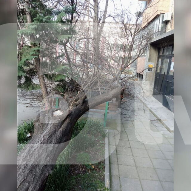 Дърво падна върху пейка с деца в Пловдив: Подавани ли са по-рано сигнали?