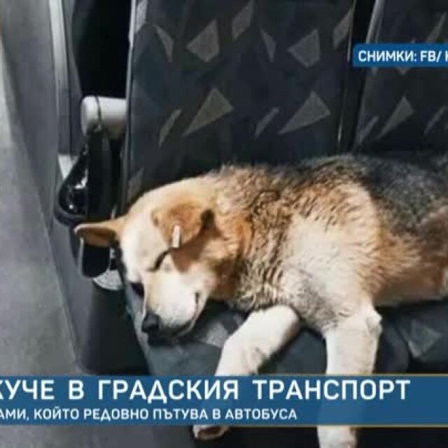 Кучето Сами, което пътуваше само в автобусите, си намери дом (ВИДЕО) 