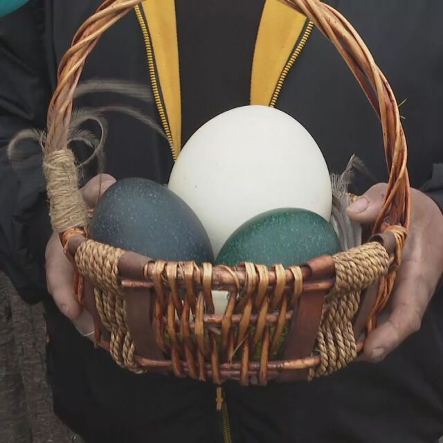 Емутата в бургаския зоопарк снесоха огромни тюркоазени яйца